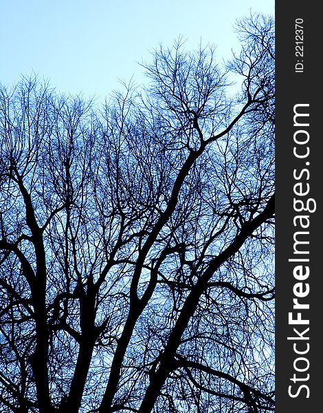 Big trees backlight blue retouched. Big trees backlight blue retouched