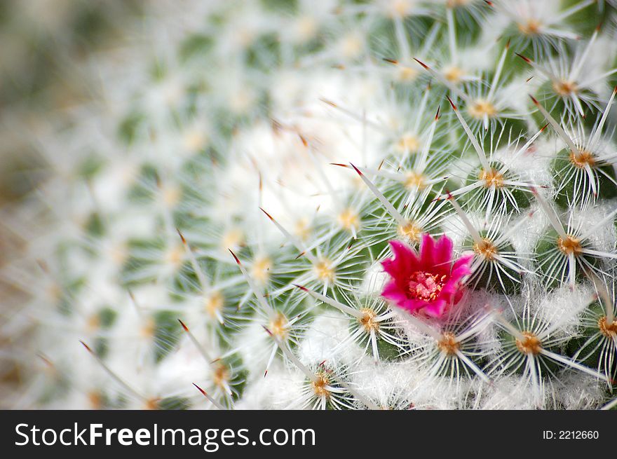 The little pink flower of the cactus. The little pink flower of the cactus.