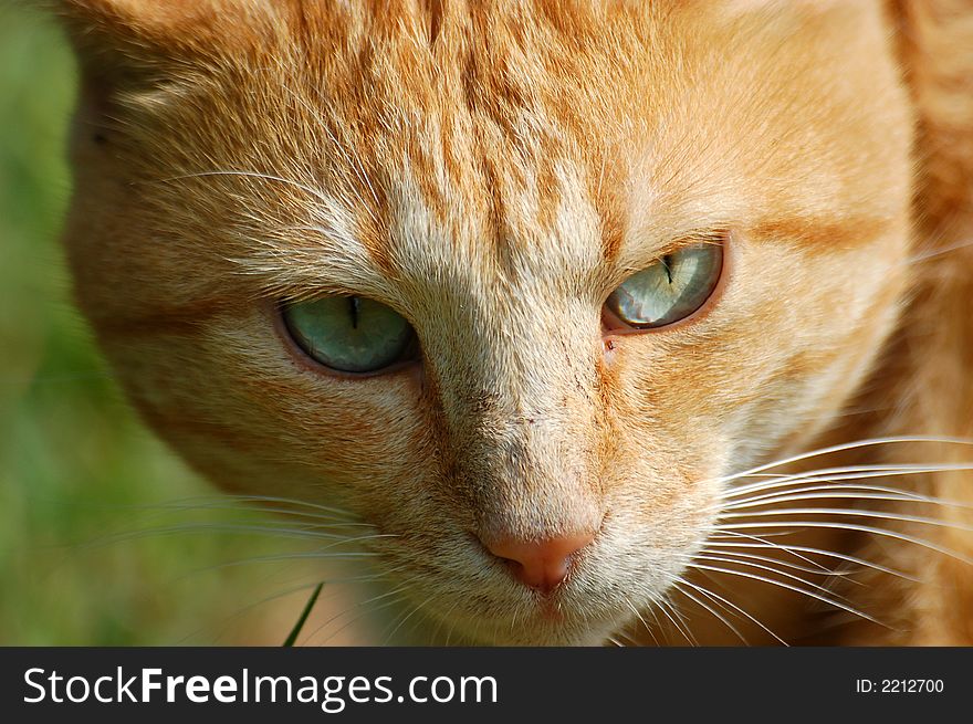 Up close and personal with a redhead cat . Up close and personal with a redhead cat .