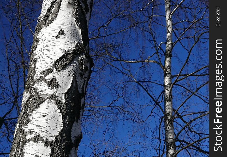 Birch trees on sky blue background