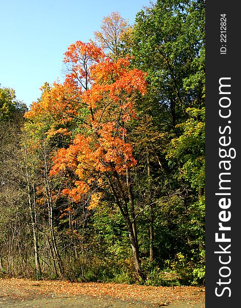 Autumn in our city. Walk in park. Autumn in our city. Walk in park.