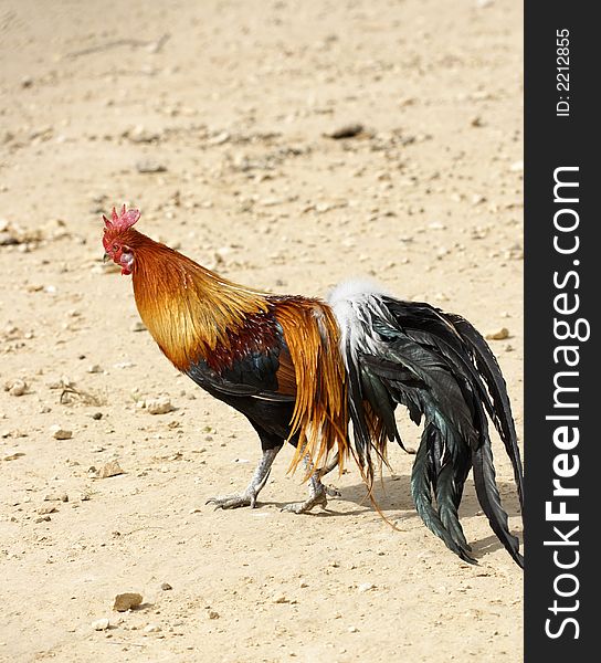 Rooster