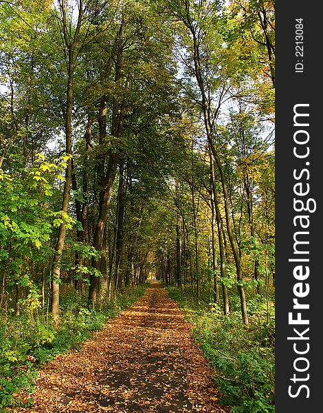 Autumn in our city. Walk in park. Autumn in our city. Walk in park.