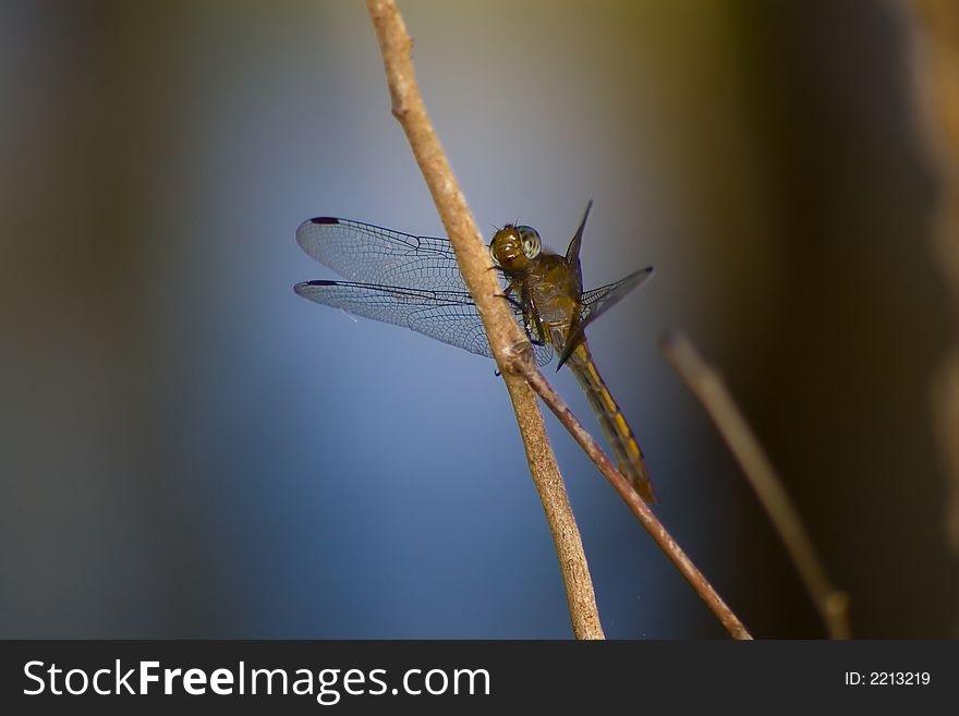 A dragonfly sitting on a branch close up. A dragonfly sitting on a branch close up