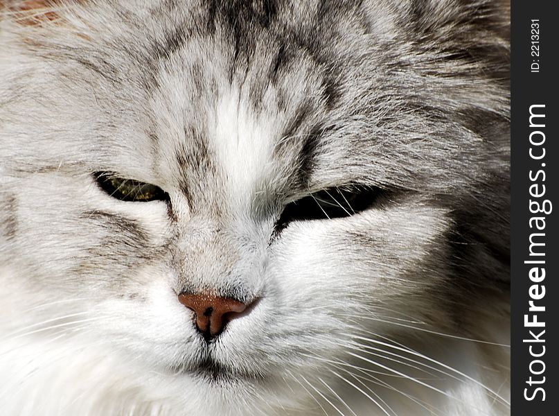 Persian Cat Portrait