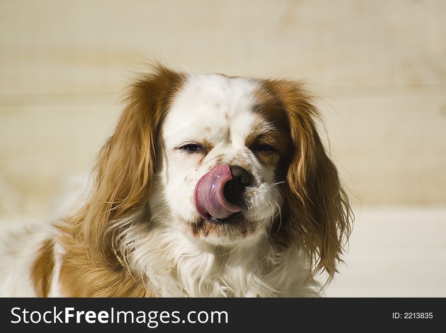 Cavalier sitting in the sun and licking its nose. Cavalier sitting in the sun and licking its nose.