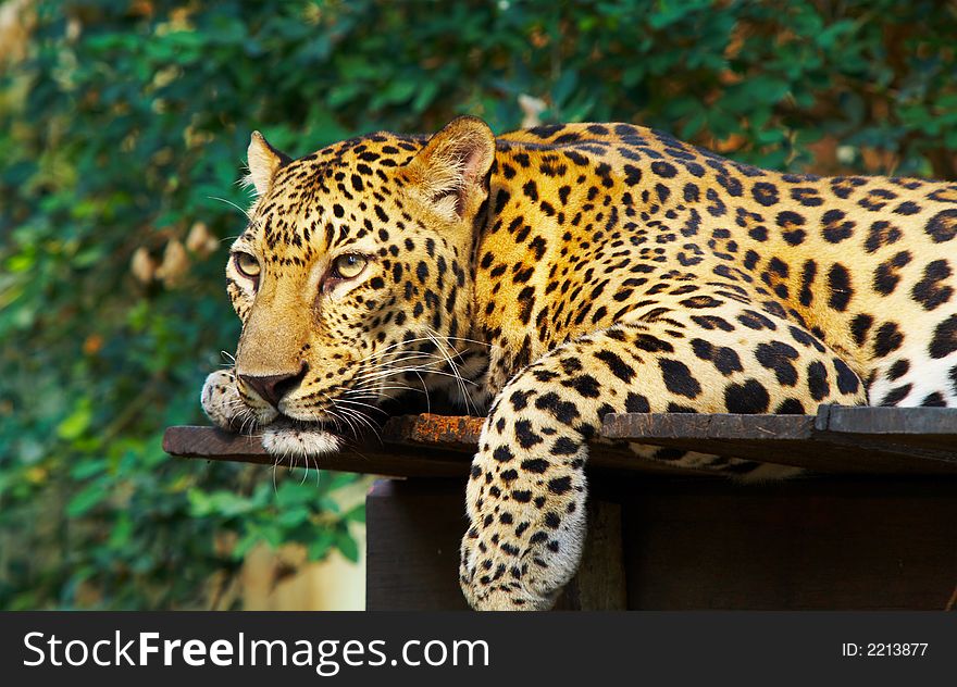 View of nice leopard cat getting rest