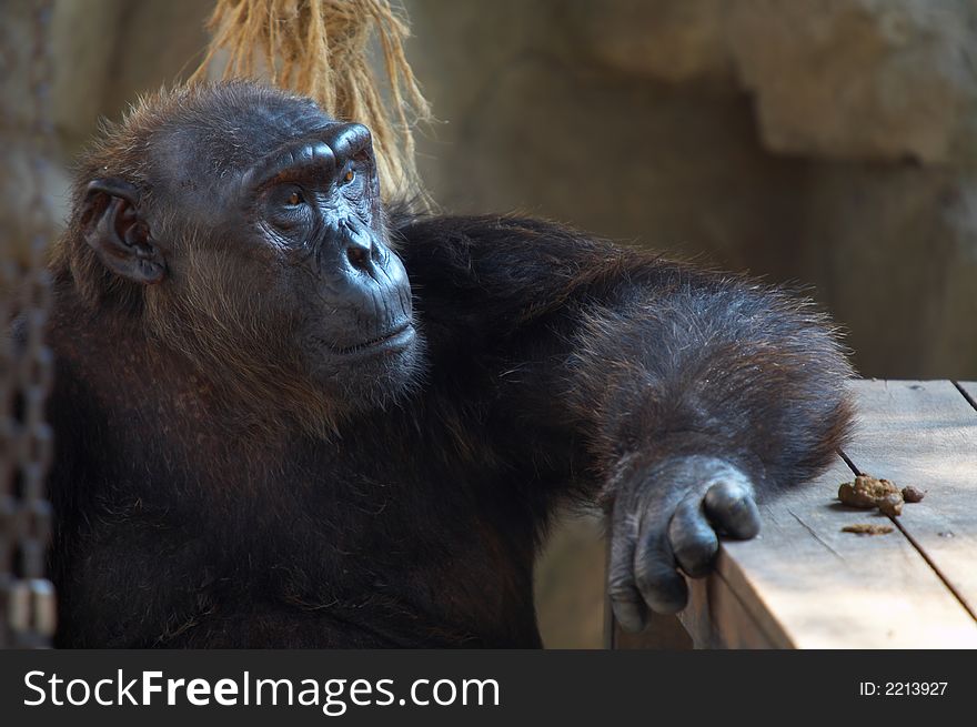 View of big black hairy mature male chimpanzee  in it’s cave. View of big black hairy mature male chimpanzee  in it’s cave