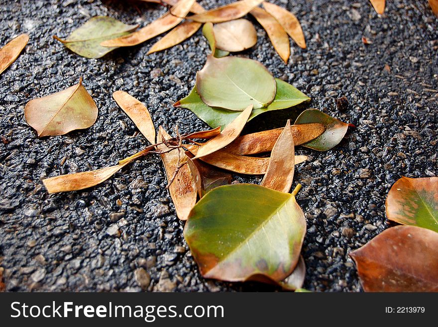 Leaves pictured during autumn time. Leaves pictured during autumn time.