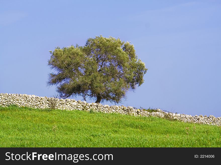 An isolated tree whit a characteristic wall rock in the sicilian hinterland. An isolated tree whit a characteristic wall rock in the sicilian hinterland