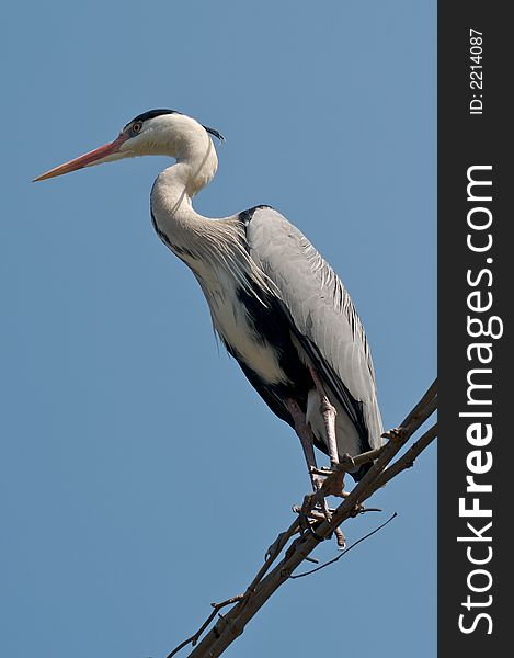 Grey Heron sitting on a tree