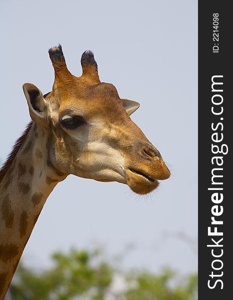 Portrait of nice funny lingneck African giraffe. Portrait of nice funny lingneck African giraffe