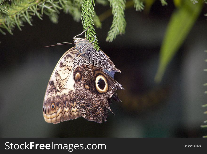 A butterfly holding onto a branch