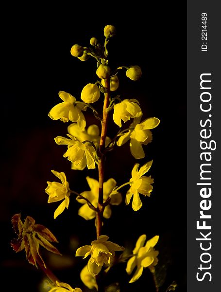 A yellow flower with a black background.