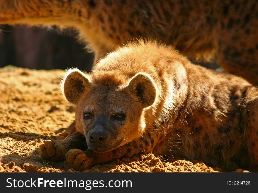 Pointed hyenas taking a sun bath in the dirt