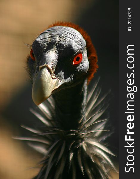 Fine portrait of a red eyed vulture guinea fowl