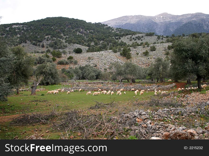 Pasture in mountains, gorge Aradena, Crete
