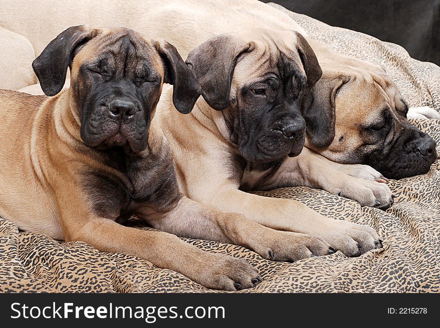 Bullmastiff puppy. Age - four months. Bullmastiff puppy. Age - four months