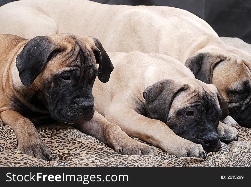 Bullmastiff puppy. Age - four months. Bullmastiff puppy. Age - four months