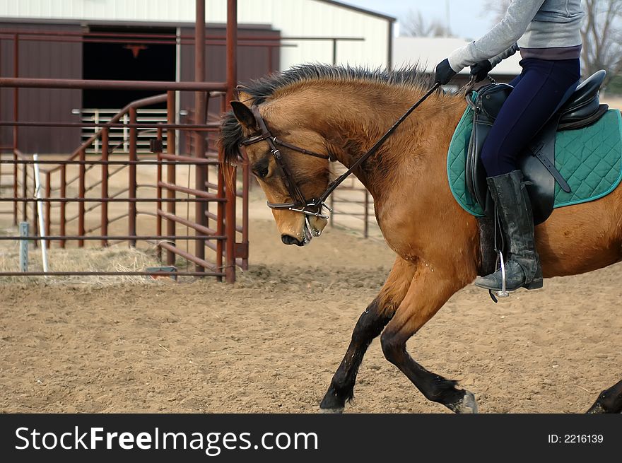 Girl riding a pony that is spewing lather from his mouth from his workout. Girl riding a pony that is spewing lather from his mouth from his workout.