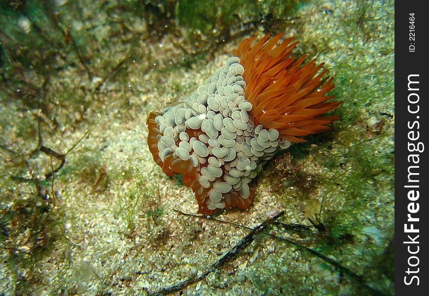 Brain sea sponge, jervis bay australia. Brain sea sponge, jervis bay australia