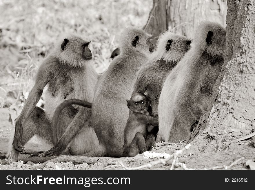 Southern Plains Gray Langur at Nagarhole National Park, Karnataka, India. Southern Plains Gray Langur at Nagarhole National Park, Karnataka, India