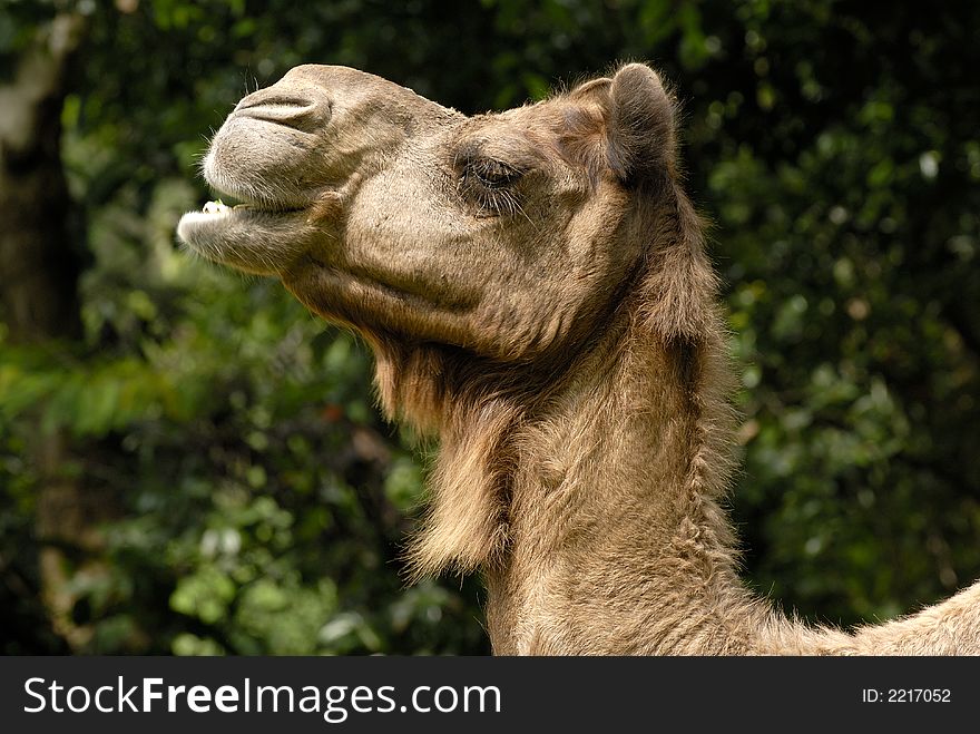 One mourning camel in the middle of the forest