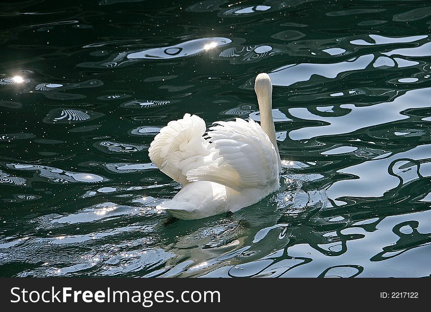 White swan, dark-blue water. White swan, dark-blue water