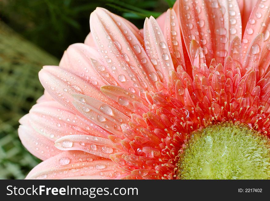 Fresh daisy and water droplets - macro photography. Fresh daisy and water droplets - macro photography.