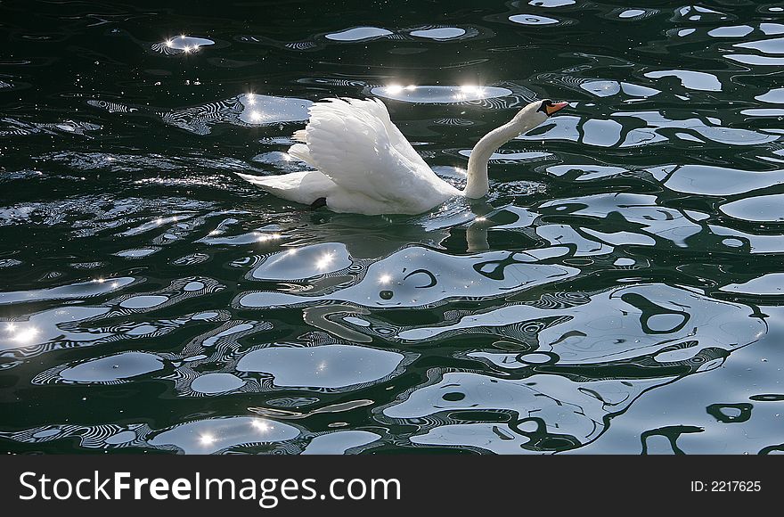 White swan, dark-blue water. White swan, dark-blue water