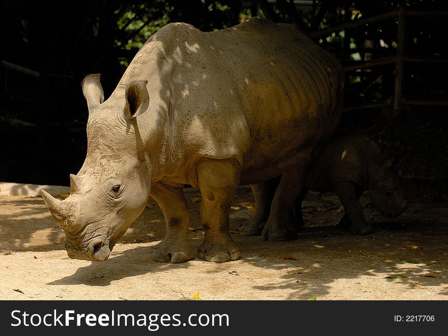 Mother Rhino with her sibbling on her back