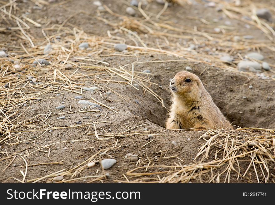 Fuzzy brown cute prairie dog peering out of his burrow. Fuzzy brown cute prairie dog peering out of his burrow
