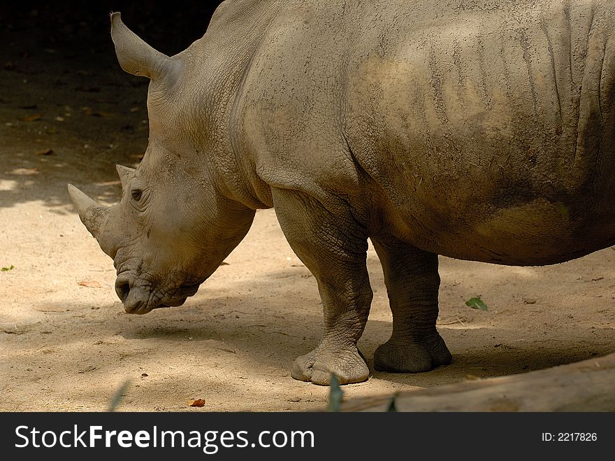 Showing the great strong body of a rhino. Showing the great strong body of a rhino