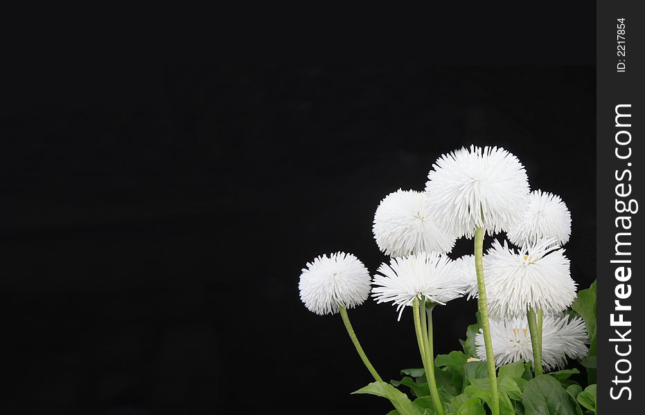 Daisies against  black background - copy space. Daisies against  black background - copy space