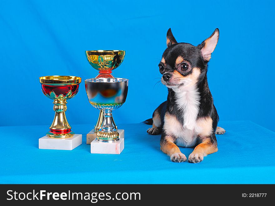 Junior chihuahua - best of breed. camera Nikon D80. dog show 2007. Junior chihuahua - best of breed. camera Nikon D80. dog show 2007.