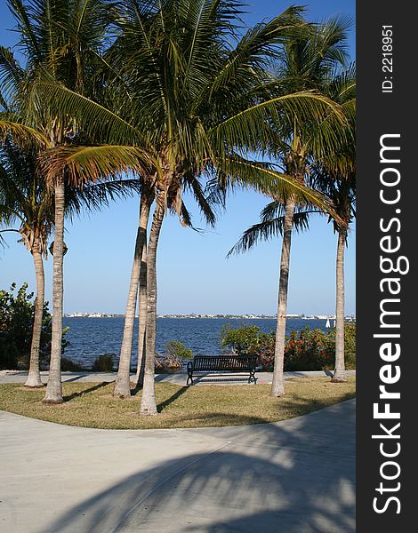 Bench with a river view under tall palm trees. Blue sky, horizon visible. Bench with a river view under tall palm trees. Blue sky, horizon visible.