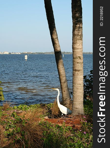 White Heron in the sunshine by the river.
Blue water and clear blue sky. White Heron in the sunshine by the river.
Blue water and clear blue sky.