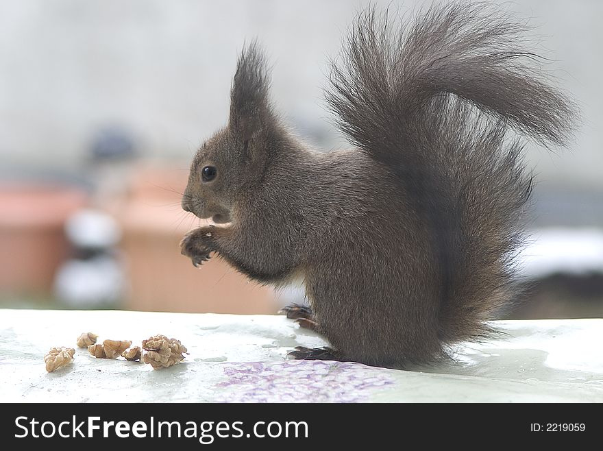 Squirrel eating nut. On blur