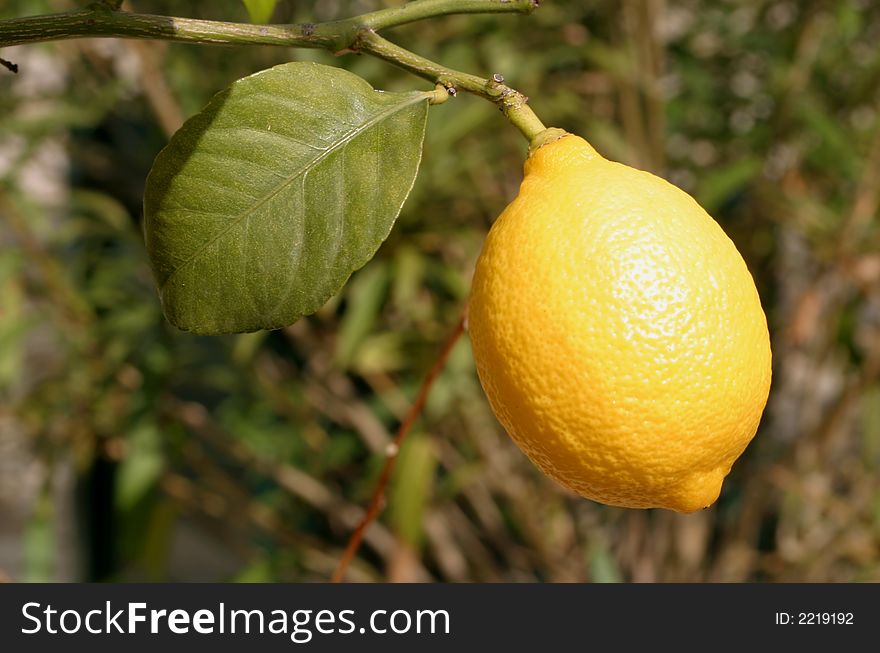 Photo of a lemon on a tree branch. Photo of a lemon on a tree branch.