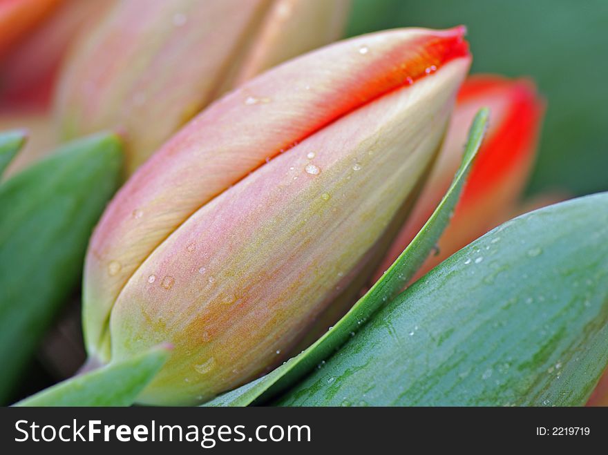 Close Up Of A Tulips