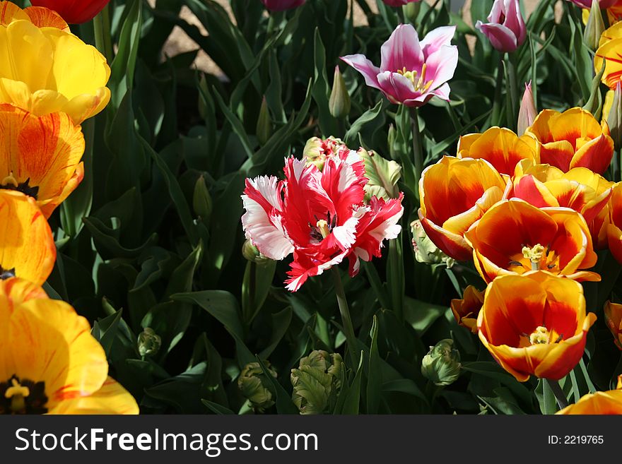 Unique hybrid tulip sure stands out amongst the gold and yellow flowers. Unique hybrid tulip sure stands out amongst the gold and yellow flowers.