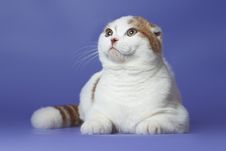 Scottish Fold Cat Stock Photos