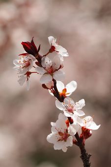 Cherry Blossoms Closeup Royalty Free Stock Photography Cherry Blossoms Closeup Royalty Free Stock Photography