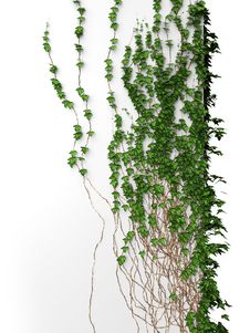 3d Ivy Wall Royalty Free Stock Photos 3d Ivy Wall Royalty Free Stock Photos