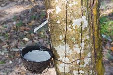 Tapping Latex From The Rubber Tree Royalty Free Stock Images Tapping Latex From The Rubber Tree Royalty Free Stock Images