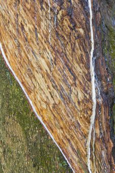 Textured Surface Of The Rubber Tree Stock Photos Textured Surface Of The Rubber Tree Stock Photos