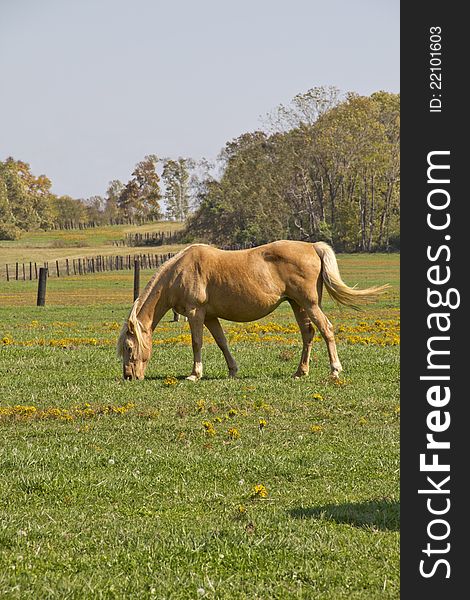 Tan horse grazing in pasture,soft wind blowing tail. Tan horse grazing in pasture,soft wind blowing tail