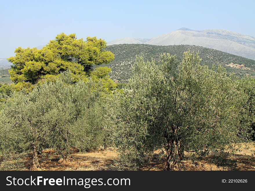 Greek landscape with olive trees