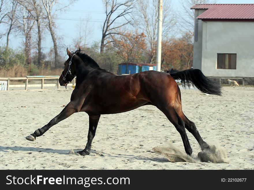 Dark brown racehorse gallops of freedom. Dark brown racehorse gallops of freedom.