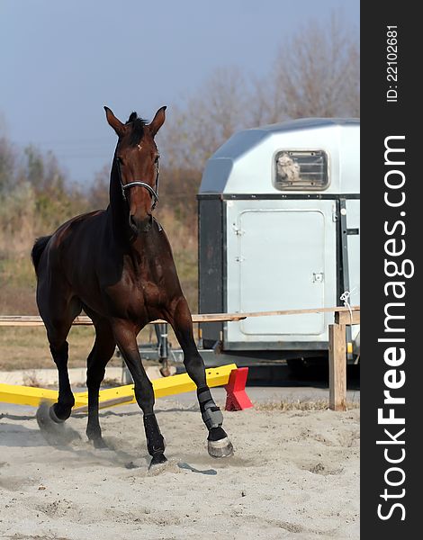 Dark brown racehorse gallops of freedom. Dark brown racehorse gallops of freedom.